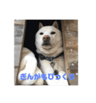 ぎんがスタンプ。（個別スタンプ：10）