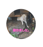 ぎんがスタンプ。（個別スタンプ：11）