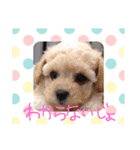 coco＆me（個別スタンプ：7）
