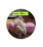 coco＆me（個別スタンプ：9）