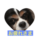 我が家のキャバリアまったり（個別スタンプ：3）
