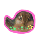 シマリスとモモンガ（個別スタンプ：33）