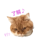 おちびといっしょ（個別スタンプ：1）