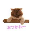 おちびといっしょ（個別スタンプ：3）