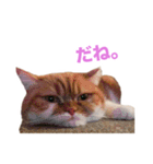 おちびといっしょ（個別スタンプ：13）