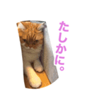 おちびといっしょ（個別スタンプ：24）