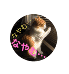 カルカルカール（個別スタンプ：2）
