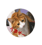 カルカルカール（個別スタンプ：3）