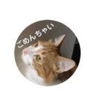カルカルカール（個別スタンプ：5）