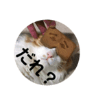 カルカルカール（個別スタンプ：12）