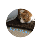 カルカルカール（個別スタンプ：17）