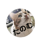 カルカルカール（個別スタンプ：19）