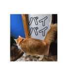 カルカルカール（個別スタンプ：21）