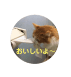 カルカルカール（個別スタンプ：22）