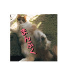 カルカルカール（個別スタンプ：24）