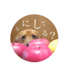 田中家のあむ（個別スタンプ：8）