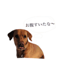 田中家のあむ（個別スタンプ：11）