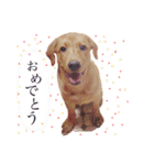 田中家のあむ（個別スタンプ：16）