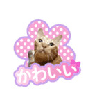 猫の手借りたい（個別スタンプ：1）