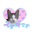猫の手借りたい（個別スタンプ：2）