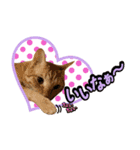 猫の手借りたい（個別スタンプ：3）