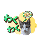 猫の手借りたい（個別スタンプ：4）