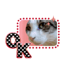 猫の手借りたい（個別スタンプ：5）