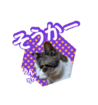 猫の手借りたい（個別スタンプ：6）
