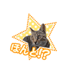 猫の手借りたい（個別スタンプ：8）