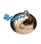 猫の手借りたい（個別スタンプ：11）