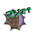 猫の手借りたい（個別スタンプ：13）
