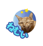 猫の手借りたい（個別スタンプ：14）