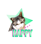 猫の手借りたい（個別スタンプ：15）