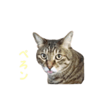 我が家のジャムとサバ1（個別スタンプ：1）