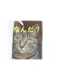 我が家のジャムとサバ1（個別スタンプ：4）