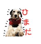 素敵なダルメシアン（個別スタンプ：7）