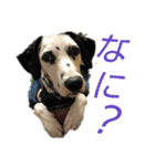 素敵なダルメシアン（個別スタンプ：17）
