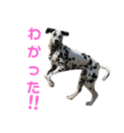 素敵なダルメシアン（個別スタンプ：22）