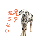 素敵なダルメシアン（個別スタンプ：26）