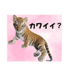 リラちゃんスタンプ（個別スタンプ：16）