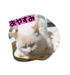 リキとあお 第2弾（個別スタンプ：6）