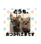 双子ちわわのミロとレオ（個別スタンプ：1）