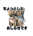 双子ちわわのミロとレオ（個別スタンプ：2）