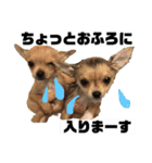 双子ちわわのミロとレオ（個別スタンプ：4）