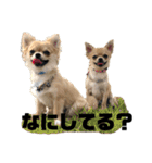 双子ちわわのミロとレオ（個別スタンプ：7）