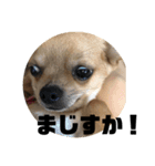 双子ちわわのミロとレオ（個別スタンプ：8）