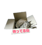 てんてんとクリコ（個別スタンプ：5）