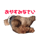 僕ハリー君だよ（個別スタンプ：4）