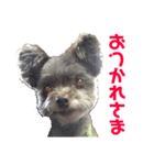 僕ハリー君だよ（個別スタンプ：6）
