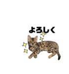 ポポ・ビルススタンプ2（個別スタンプ：4）